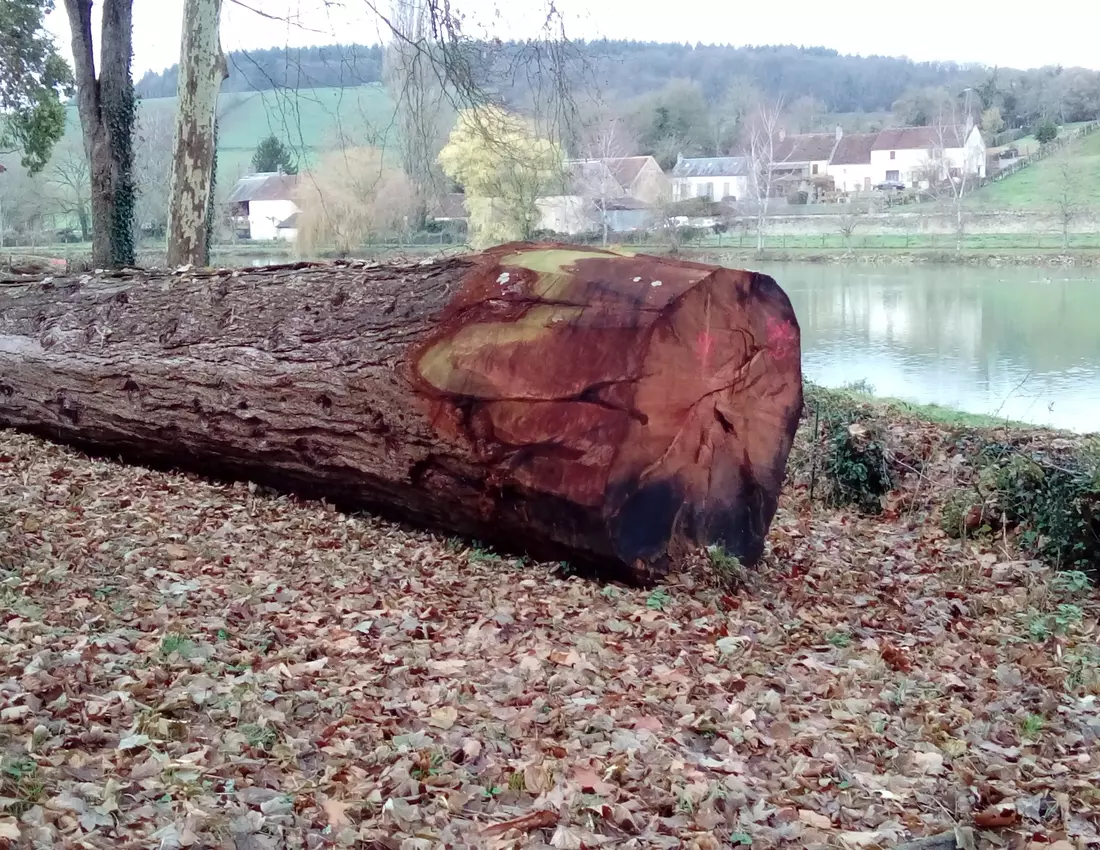 Grume de sequoia