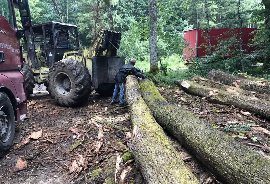 Débardage de grumes de chêne