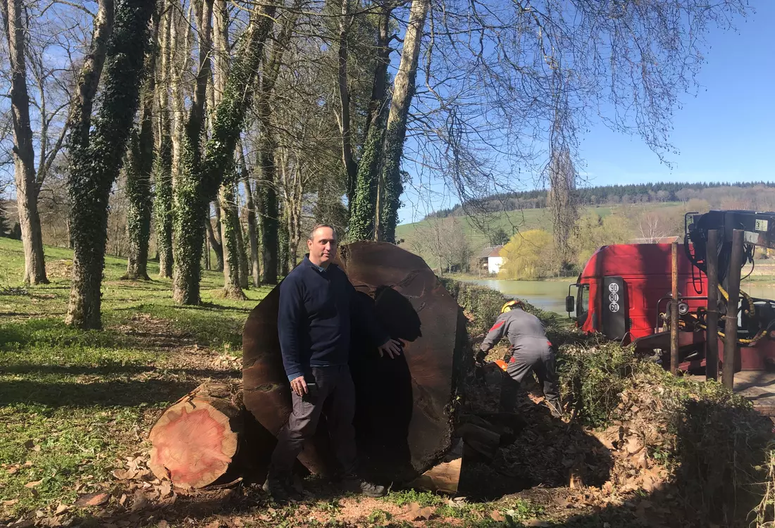 Grume de sequoia