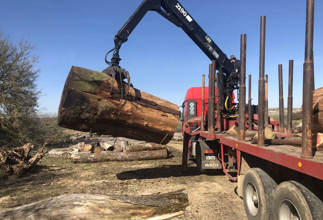 Chargement grume de sequoia