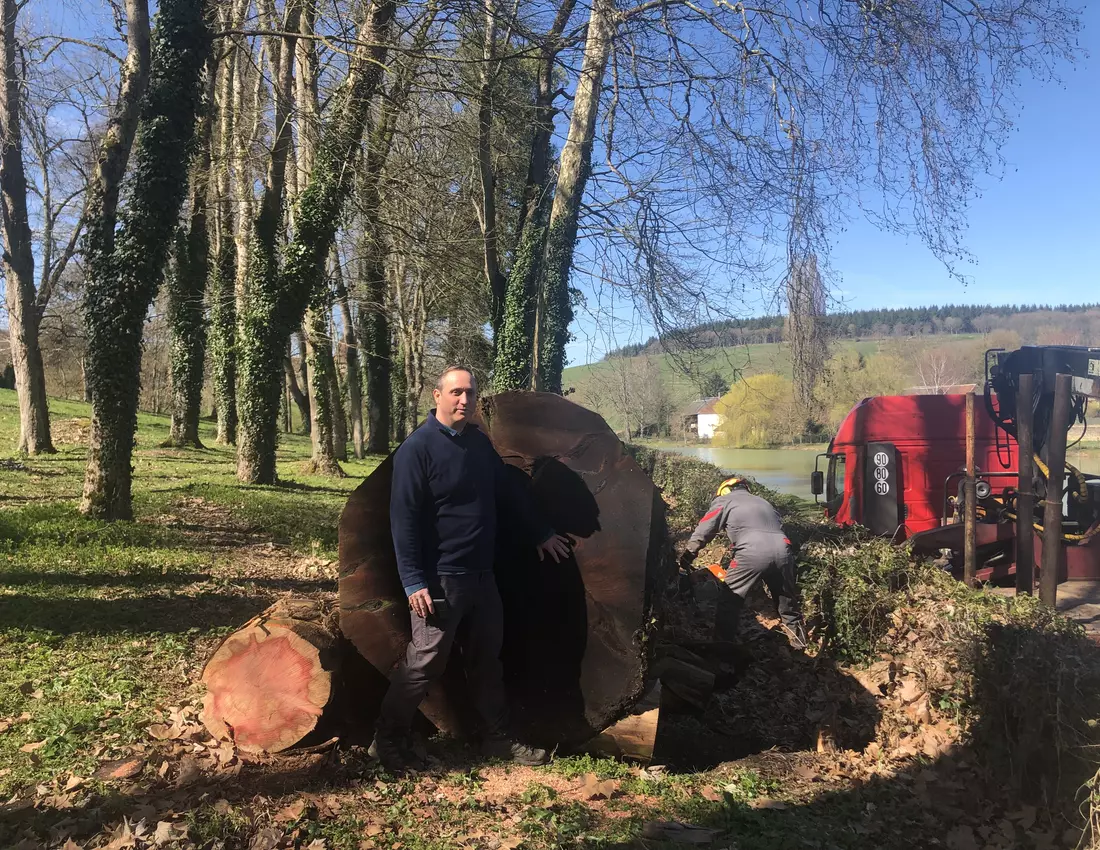 Grume de séquoia pour négoce de bois