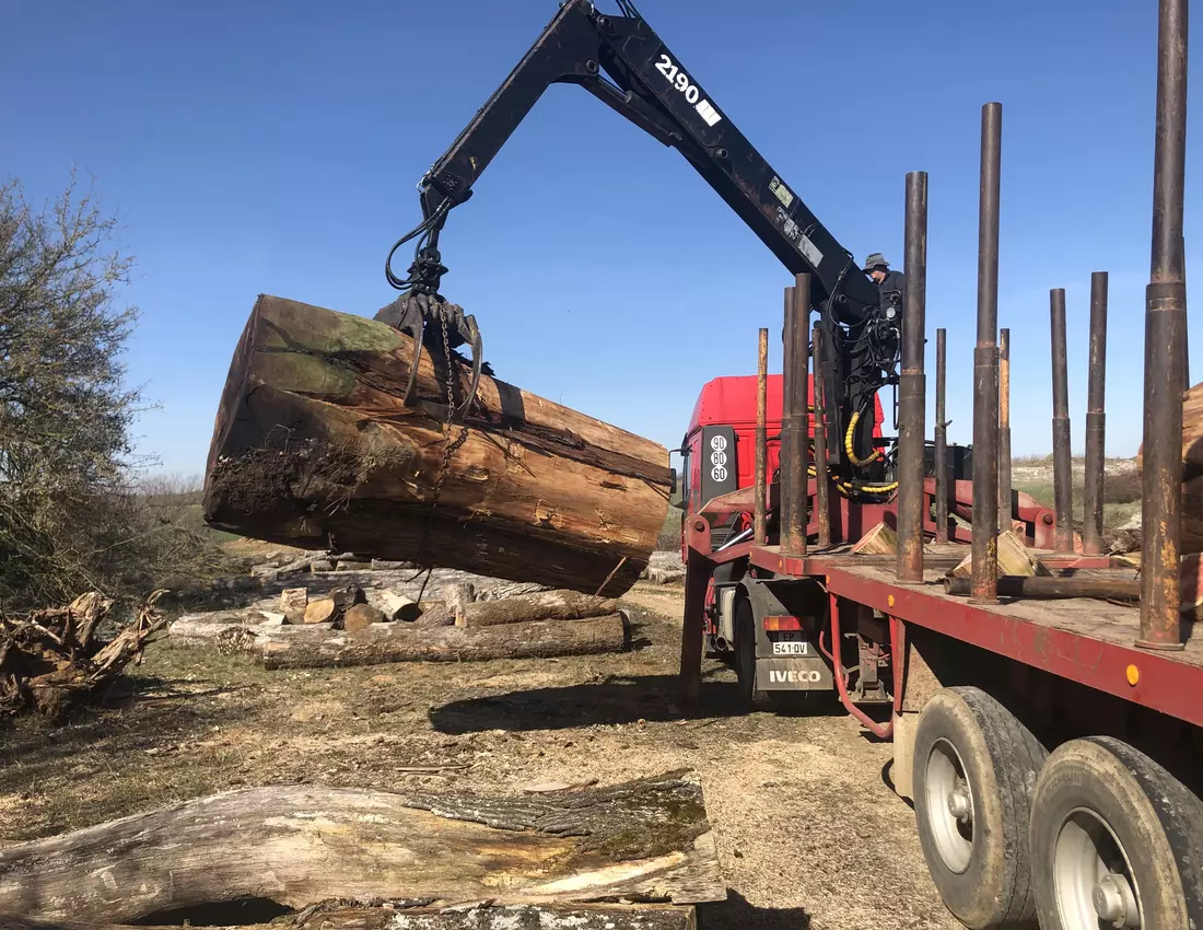 Chargement grume de sequoia