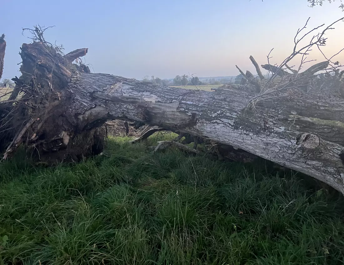 Grume de bois Ronce de noyer