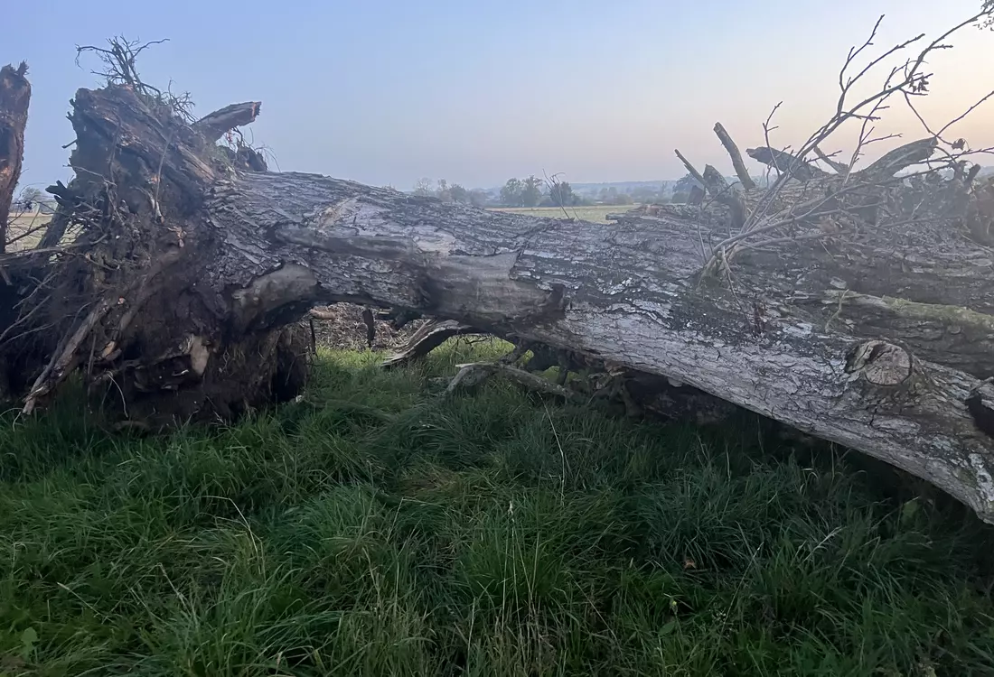 Grume de bois de noyer